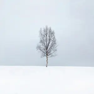 Bergsbotn Prints: Single tree in the snow, Bergsbotn, Senja, Norway