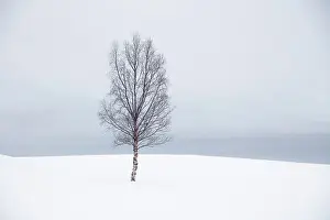 Bergsbotn Prints: Single tree in the snow, Bergsbotn, Senja, Norway