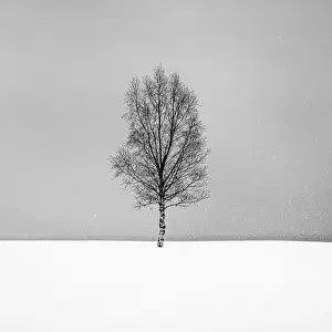 Bergsbotn Prints: Single tree in the snow, Bergsbotn, Senja, Norway