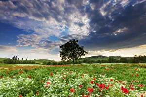 Poppies Prints: Single Tree in Wildflower Meadow, Tuscany, Italy