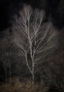 Kranjska Gora Prints: Singxle tree in winter, near Kranjska Gora, Slovenia