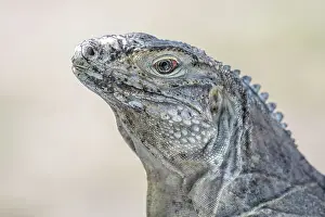 Lizards Prints: Sister Island Rock Iguana (Cyclura nubila caymanensis)