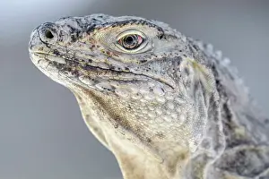 Lizards Prints: Sister Island Rock Iguana (Cyclura nubila caymanensis)