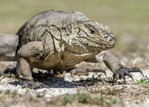 Lizards Prints: Sister Island Rock Iguana (Cyclura nubila caymanensis)