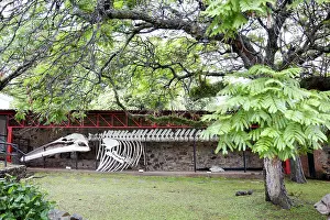 Skeleton Prints: The skeleton of a whale on display at the Municipal Museum Espacio Dr