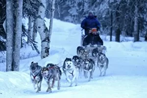 Images Dated 29th January 2014: Sled Dog, Chena Hot Springs, Fairbanks, Alaska, USA
