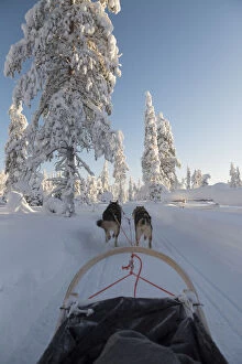 Finland Gallery: Sleddog in snowy woodland, Kuusamo, Lapland, Finland