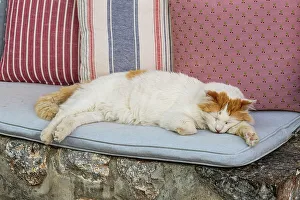Cats Prints: Sleeping cat, Hydra Town, Hydra (Ydra), Saronic Islands, Greece