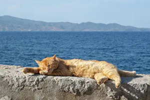 South West Europe Prints: Sleeping cat, Hydra Town, Hydra (Ydra), Saronic Islands, Greece