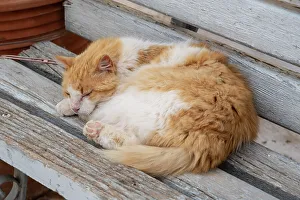 Hydra Prints: Sleeping cat, Hydra Town, Hydra (Ydra), Saronic Islands, Greece