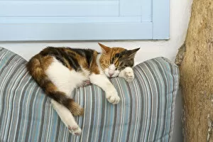 Images Dated 23rd January 2014: Sleeping cat, Mykonos-Town, Mykonos, Cyclades, Greece