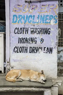 Sleeping Prints: Sleeping dog in the old town of Udaipur, Rajasthan, India