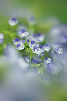 Munich Gallery: Slender speedwell - Germany, Bavaria, Upper Bavaria, Munich, Ostpark, Michaeligarten