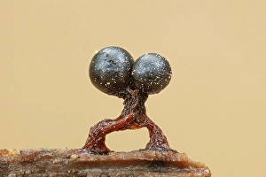Hampshire Prints: Slime mould sporangia (Metatrichia floriformis)