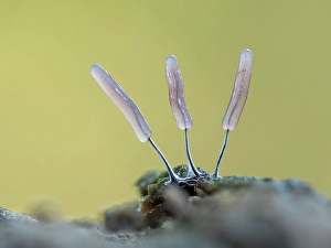 Macro Prints: Slime mould sporangia (Stemonitopsis typhina)