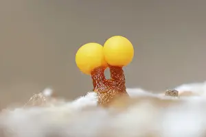 Hampshire Prints: Slime mould (Trichia spp.), New Forest National Park
