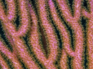 Invertebrate Prints: Slit-Pore Sea Rods (Plexaurella spp.), Grand Cayman, Cayman Islands, British West Indies
