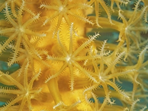 Invertebrate Prints: Slit-Pore Sea Rods (Plexaurella spp.), Grand Cayman, Cayman Islands, British West Indies