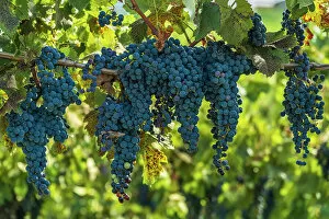 Images Dated 13th December 2022: Slovenia, Brda. ripe red grapes