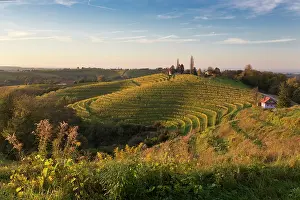Tim Mannakee Prints: Slovenia; Mura; Prlekija, Jeruzalem Wine Road; vineyards in the autumn