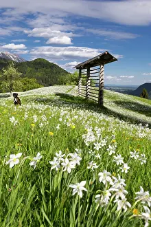 Tim Mannakee Prints: Slovenia, Upper Carniola, a meadow of dwarf daffodils surround a wooden drying rack in the spring