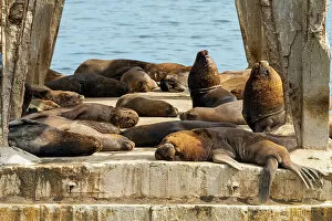 Small colony of Patagonian Sea Lions near Baron pier, Valparaiso, Valparaiso Province, Valparaiso Region, Chile
