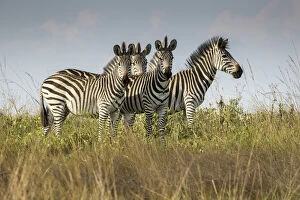Images Dated 16th February 2022: A small dazzle of zebras in grassland, Liuwa Plain National Park, Zambia