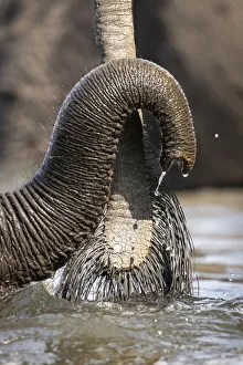 Small Elephant trunk, Chobe River, Chobe National Park, Botswana