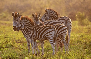 Zebra Prints: Small group of zebra, Zimanga Private Game Reserve, Natal, South Africa