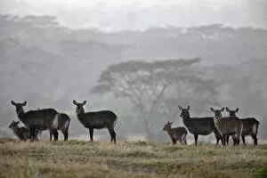 Wild Animals Gallery: A small herd of Defassa waterbuck stand in the open during a rainstorm