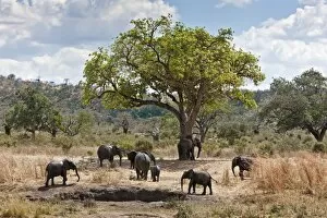 African Elephants Gallery: A small herd of elephants leaves a mud wallow in Ruaha National Park