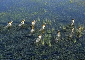 Animal Behaviour Collection: A small herd of Red Lechwe rushes across a shallow