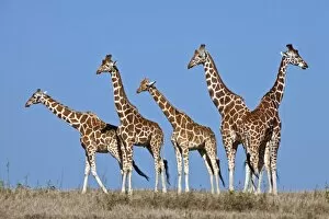 Images Dated 31st January 2011: A small herd of Reticulated giraffes