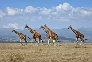 A small herd of Reticulated giraffes crosses an open plain with the Aberdare Mountains in the background