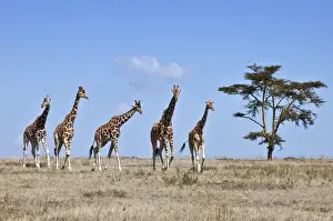Acacia Tree Prints: A small herd of Reticulated giraffes crosses an open plain