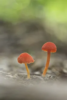 Fungus Prints: Two small red fungi (Hygrocybe sp. ), Cloud Forest, Alajuela Province, Costa Rica