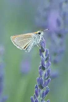 Invertebrate Prints: Small Skipper (Thymelicus sylvestris) on lavender, near Sault, Provence, France, July 2023