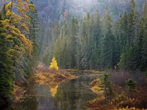 Lake Superior Prints: Small stream on a misty morning in Lake Superior Provincial Park, Ontario, Canada