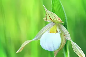 Manitoba Prints: Small white lady's-slipper (Cypripedium candidum) Tolstoi Tall Grass Prairie Prese
