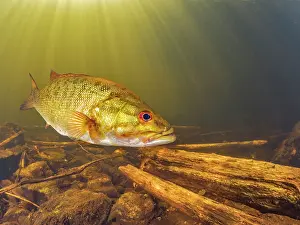 Creek Prints: Smallmouth Bass (Micropterus dolomieu) in Eels Creek, Harcourt, Ontario, Canada