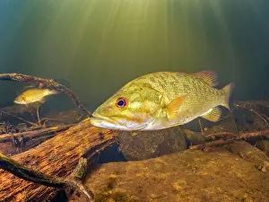 Creek Prints: Smallmouth Bass (Micropterus dolomieu) in Eels Creek, Harcourt, Ontario, Canada