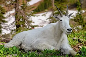 Montana Prints: Smiling mountain goat, Logan Pass, Glacier National Park, Montana, USA