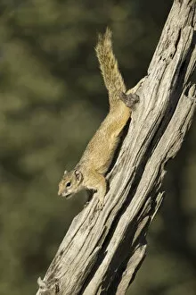 Smiths Bush Squirrel (Paraxerus cepapi), Savuti, Chobe National Park, Botswana, Africa