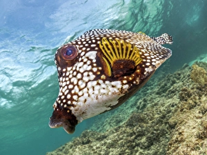 Tropical Fish Prints: Smooth Trunkfish (Lactophrys triqueter), Grand Cayman, Cayman Islands, British West Indies