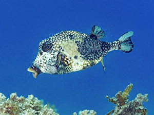 Tropical Fish Prints: Smooth Trunkfish (Lactophrys triqueter), Grand Cayman, Cayman Islands, British West Indies