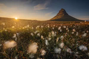 Volcanic Gallery: Snaefellsjokull Volcano, Iceland with bog cotton in the foreground Iceland