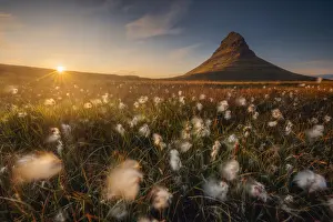 Icelandic Prints: Snaefellsjokull Volcano, Iceland with bog cotton in the foreground Iceland