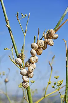 Images Dated 1st September 2021: Snails. From April till August this tiny gastropod is a much loved delicacy when cooked