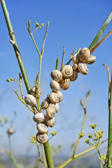 Gastronomy Prints: Snails. From April till August this tiny gastropod is a much loved delicacy when cooked
