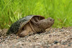 Breeding Prints: Snapping turtle(Chelydra serpentine) Female laying eggs in roadside gravel
